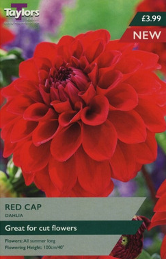 Dahlia Red Cap