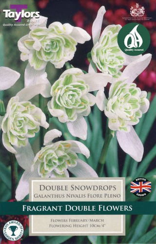 DOUBLE SNOWDROPS GALANTHUS NIVALIS FLORE PLENO