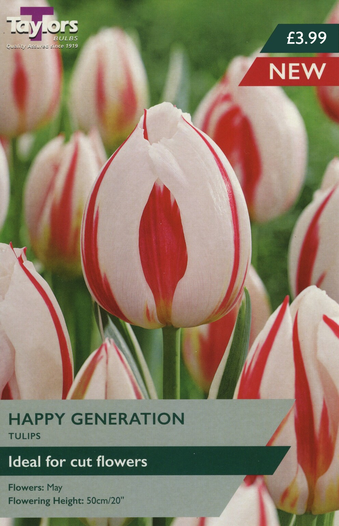 TULIP HAPPY GENERATION