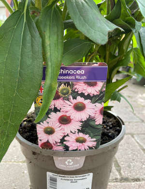 Echinacea Sunseekers Blush