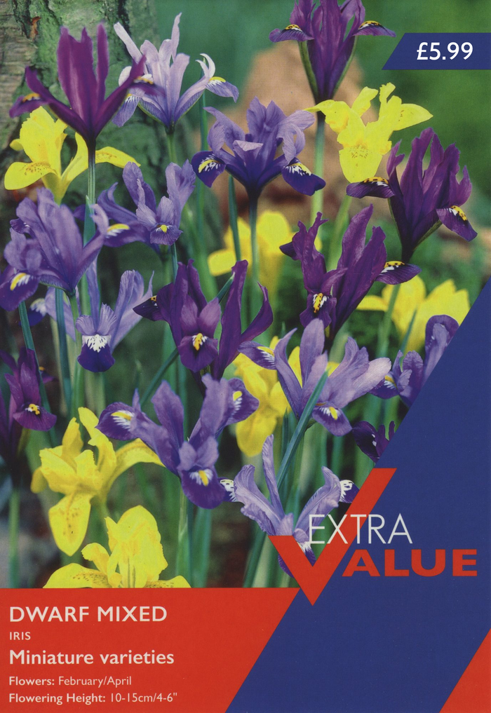 IRIS DWARF MIXED (EXTRA VALUE PACK)