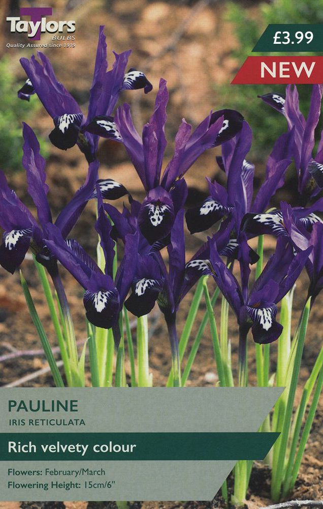 IRIS RETICULATA PAULINE