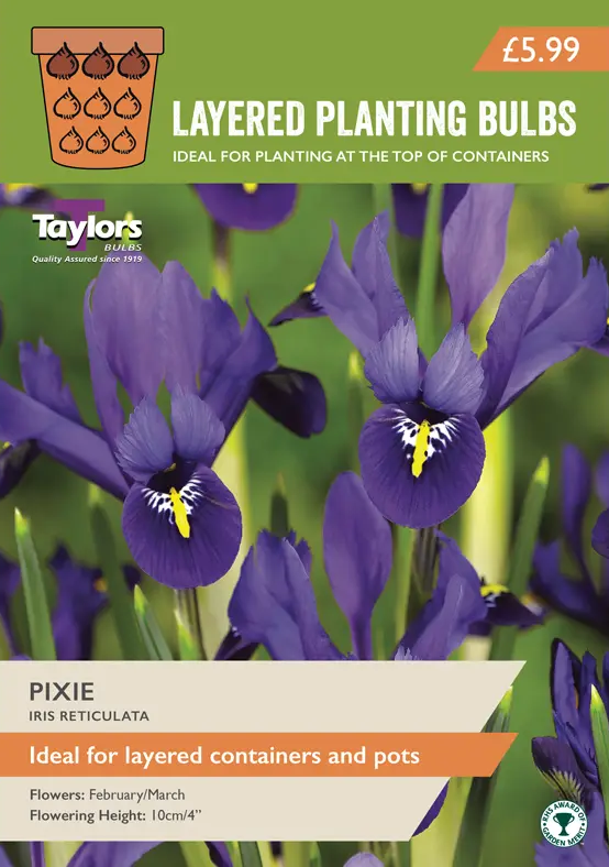 IRIS RETICULATA PIXIE