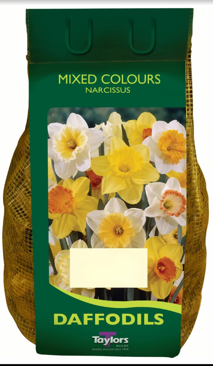 NARCISSUS MIXED COLOURS CARRY PACK