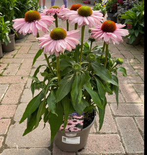 Echinacea Sunseekers Blush