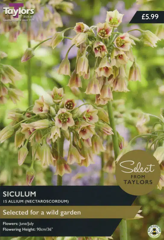 ALLIUM SICULUM