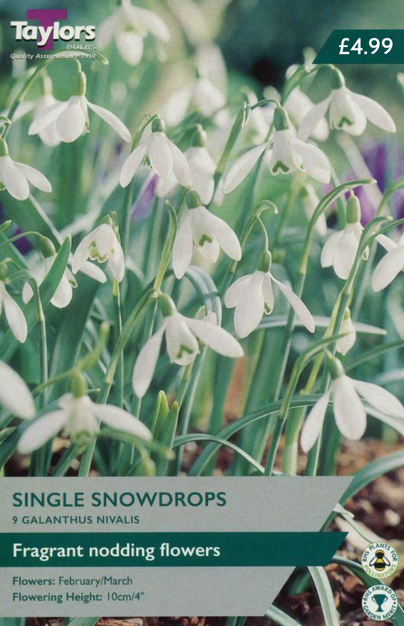 SINGLE SNOWDROPS GALANTHUS NIVALIS