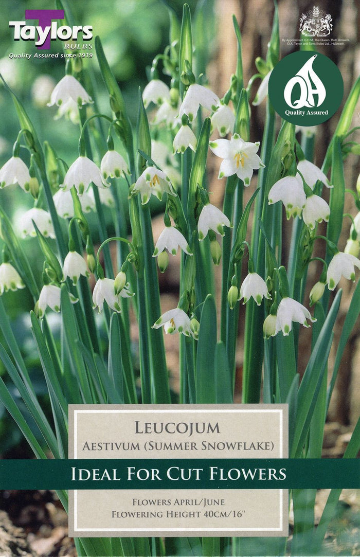 LEUCOJUM AESTIVUM (SUMMER SNOWFLAKE)