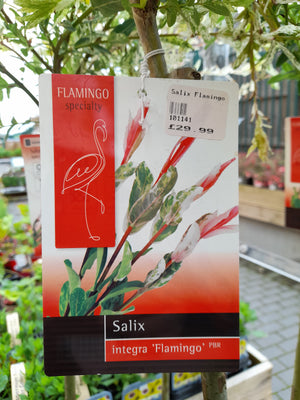 Salix Flamingo 150cm