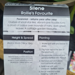 Silene Rollies Favourite