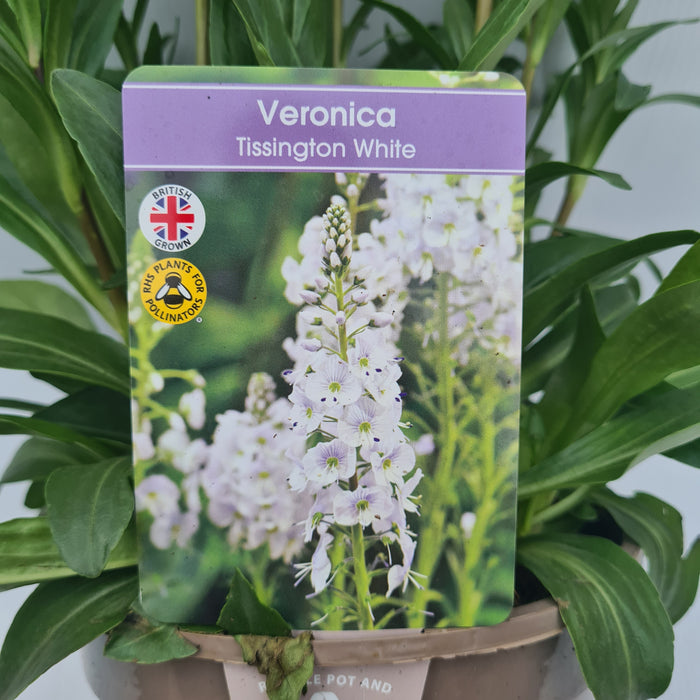 Veronica Tissington White