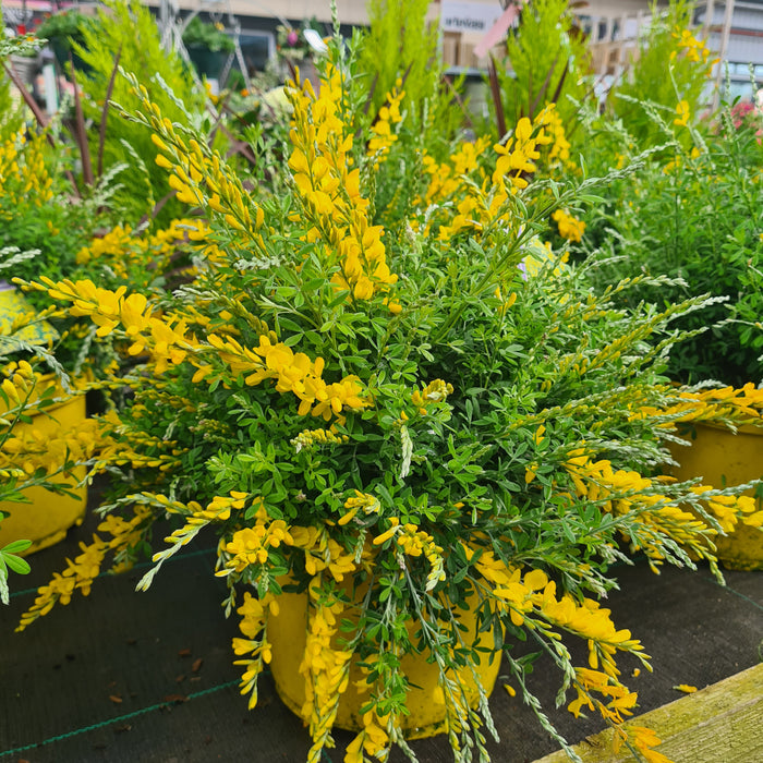 Genista Maderensis (Madeira Broom)