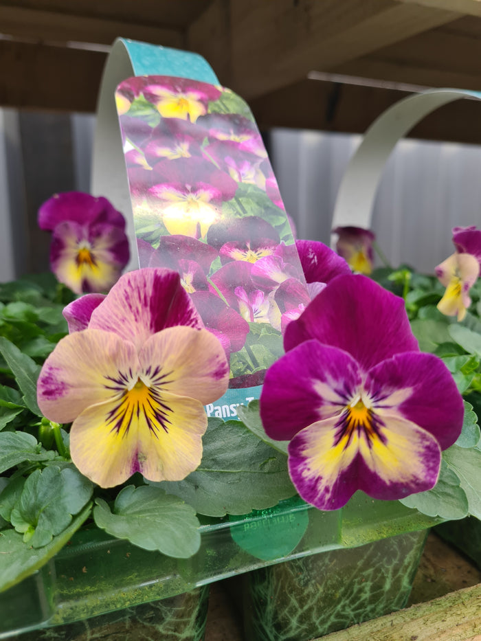 Pansy Trailing Raspberry Swirl