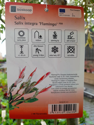 Salix Flamingo 150cm