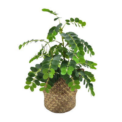 PHYLLANTHUS PLANT IN BASKET