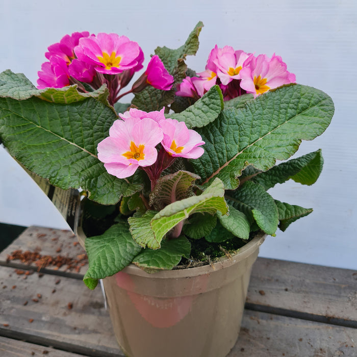 Polyanthus Stella Pink Champagne