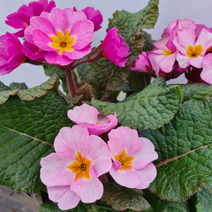 Polyanthus Stella Pink Champagne