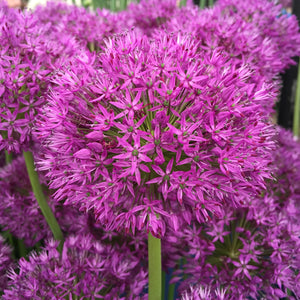 ALLIUM PURPLE SENSATION (XL PACK)