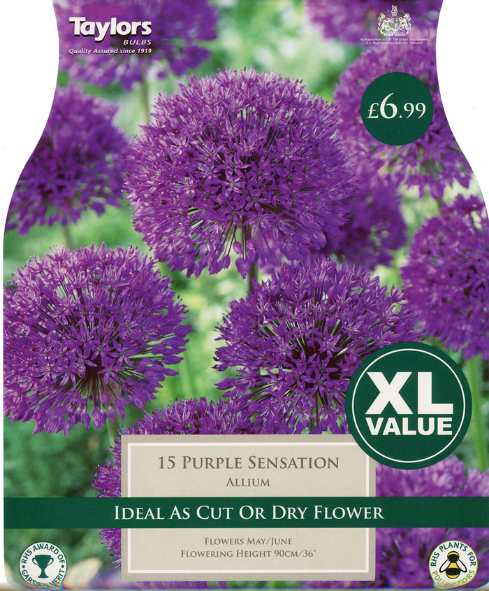 ALLIUM PURPLE SENSATION (XL PACK)