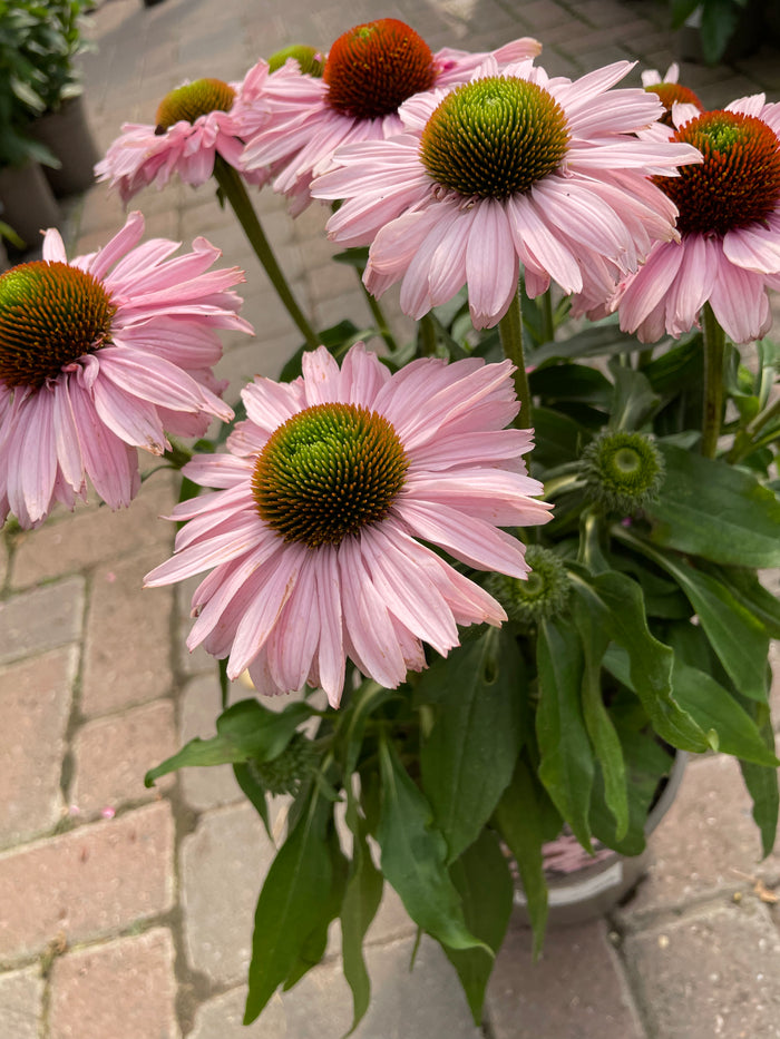 Echinacea Sunseekers Blush