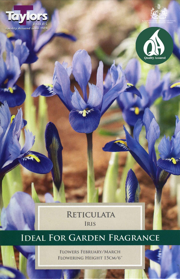 IRIS RETICULATA